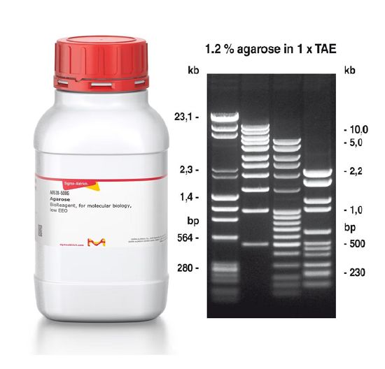 انواع اگارز، لودینگ دای، رنگ و بافرهای الکتروفورز