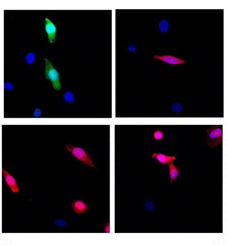انواع رنگ ها و کیت های رنگ آمیزی سلول و بافت